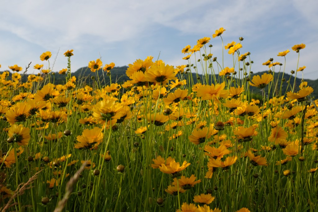 wine and ice&nbsp;cream